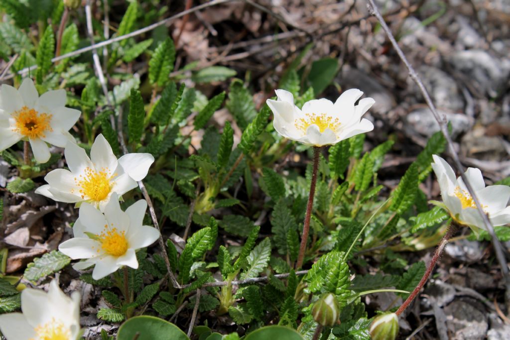 Entreves (AO) - Dryas octopetala